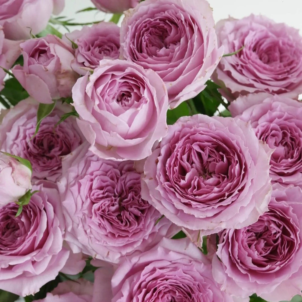 Country Spirit Song Rose Plant|乡村音乐 image 6