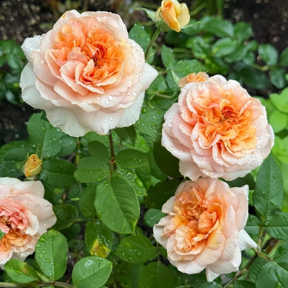 Versigny Rose Plant|维尔西尼 image 8