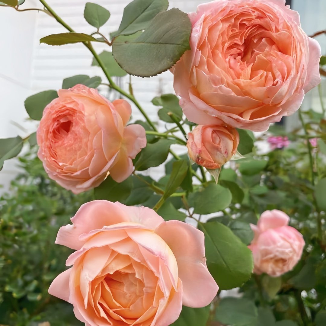Confiture Rose Plant | 果酱 image 7