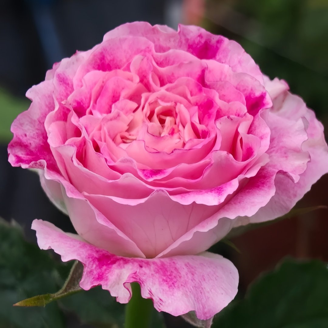 Piccadilly Circus Rose Plant｜皮卡迪利广场 image 2