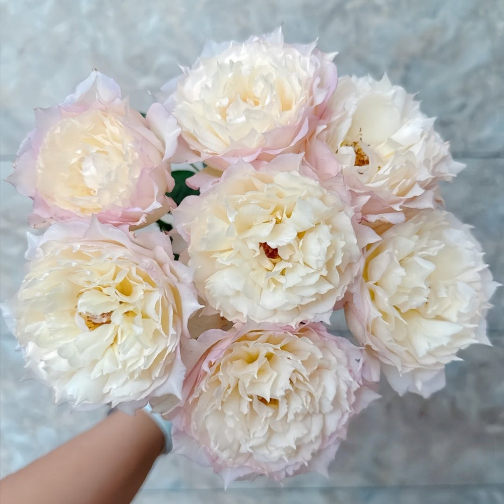 Jade Bowl Lace Rose Plant|玉碗纱 image 4