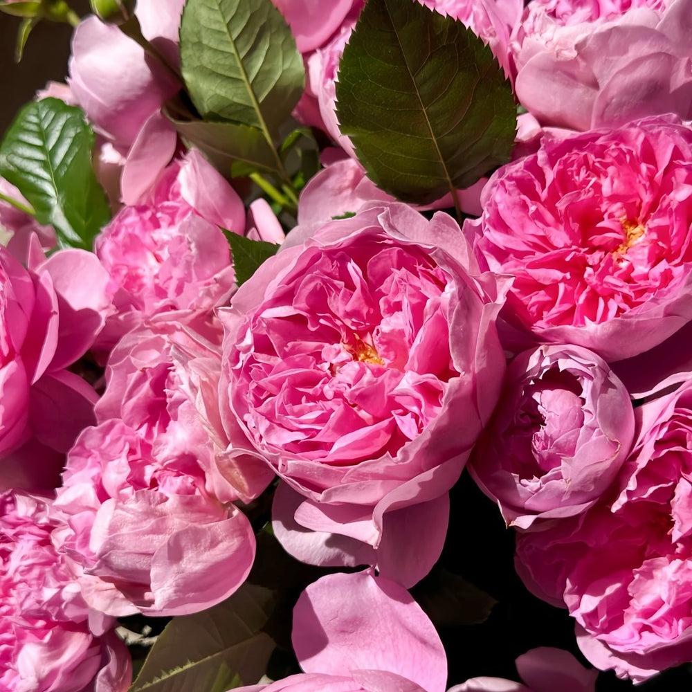 Pirouette Rose Plant|旋转芭蕾 image 8