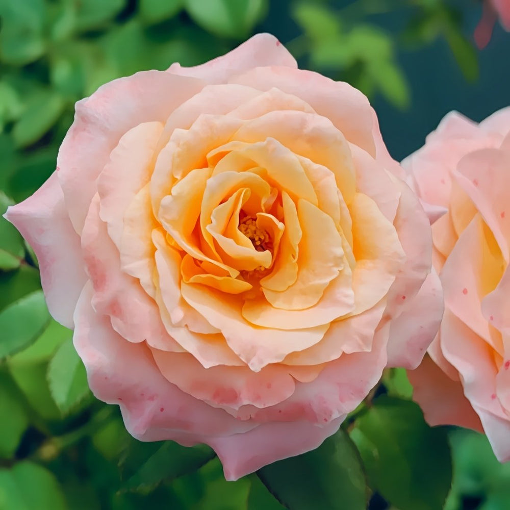 Warm Egg Soufflé Rose Plant｜暖心蛋奶酥 image 3