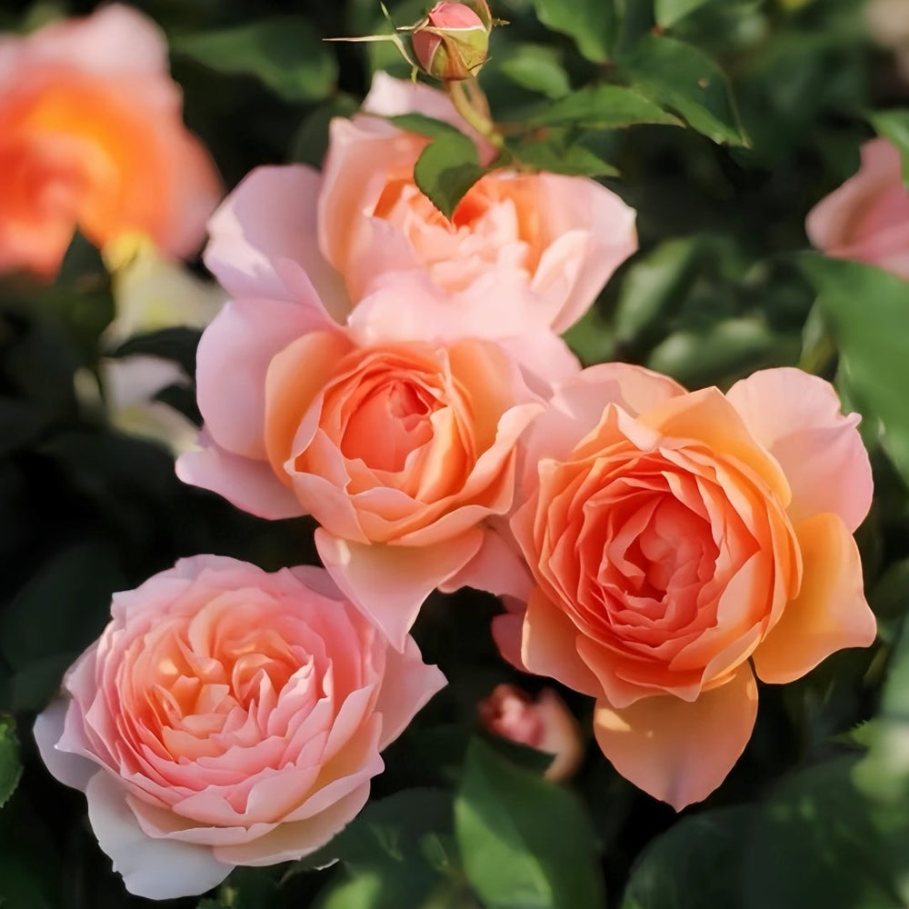 XingRang Rose Plant | 杏让 image 5