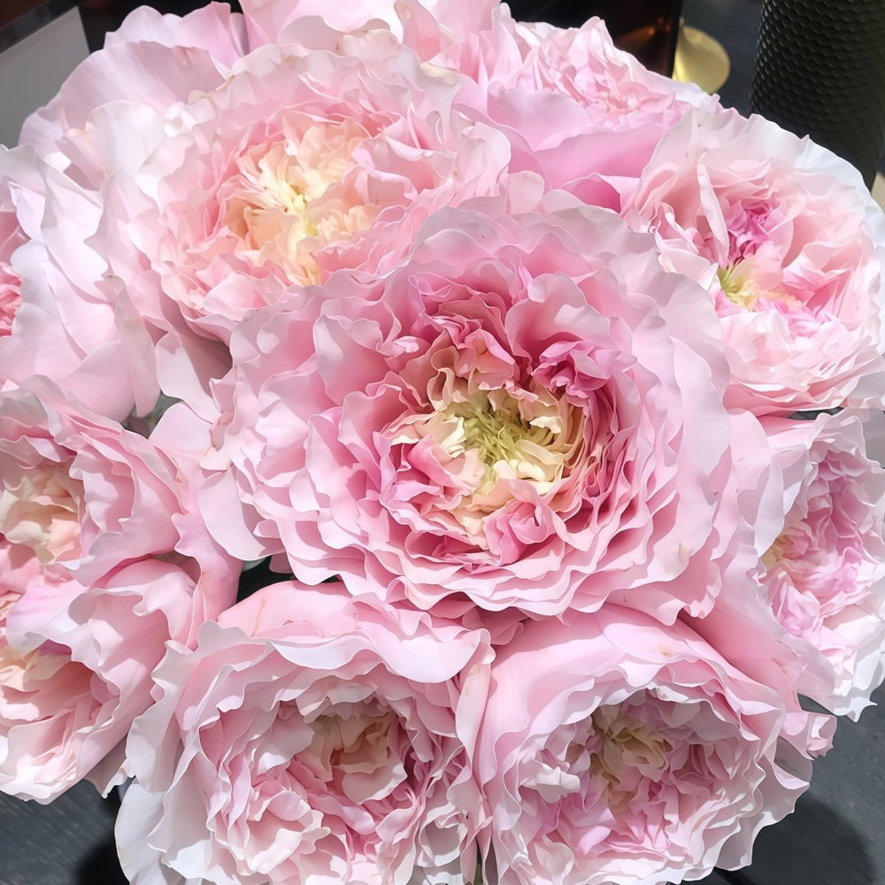 Rosalind Rose Plant｜罗莎琳达 image 8