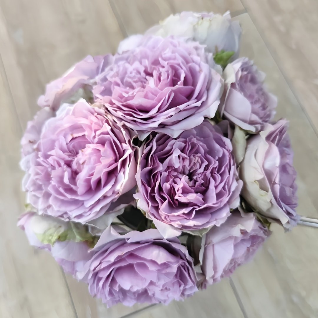 Lapis Veil Rose Plant | 青金石面纱 image 9