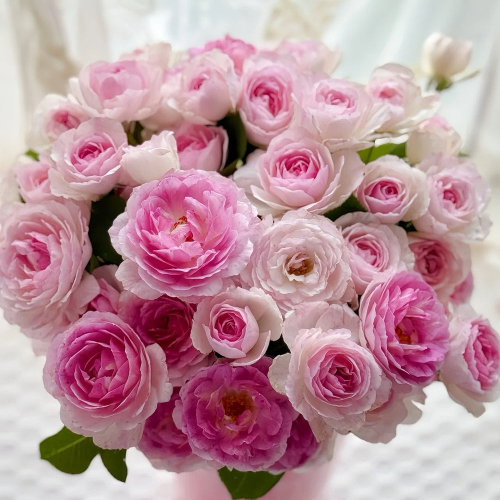 Vesalius Rose Plant｜维萨里 image 0