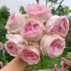 Yves Otome heart Rose Plant|伊芙乙女心 image 2
