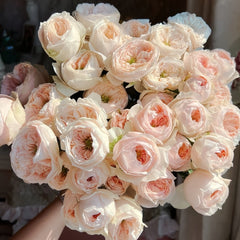 Sweet Diamond Rose Plant|甜蜜钻石 image 0