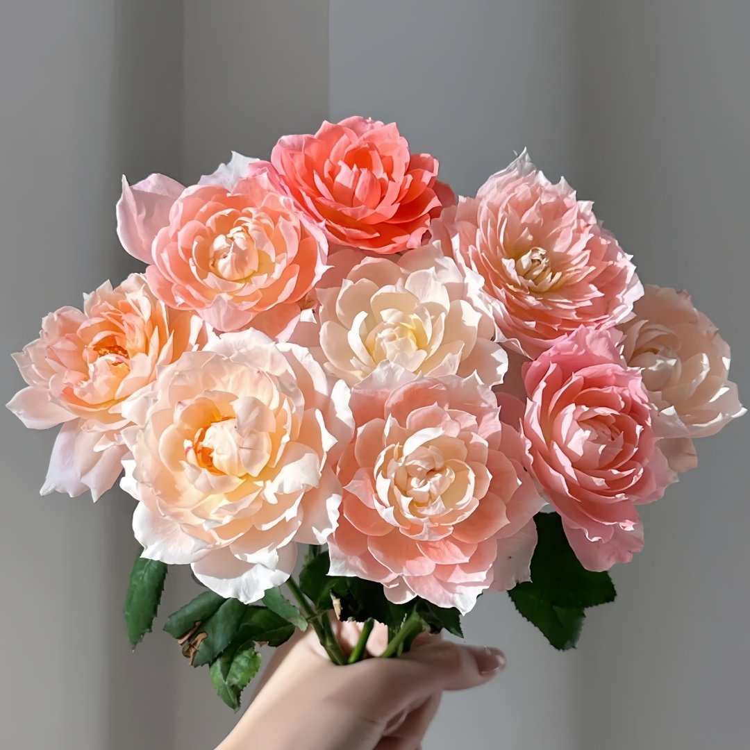 La Chance d'Amour Rose Plant | 甜蜜邂逅 image 0