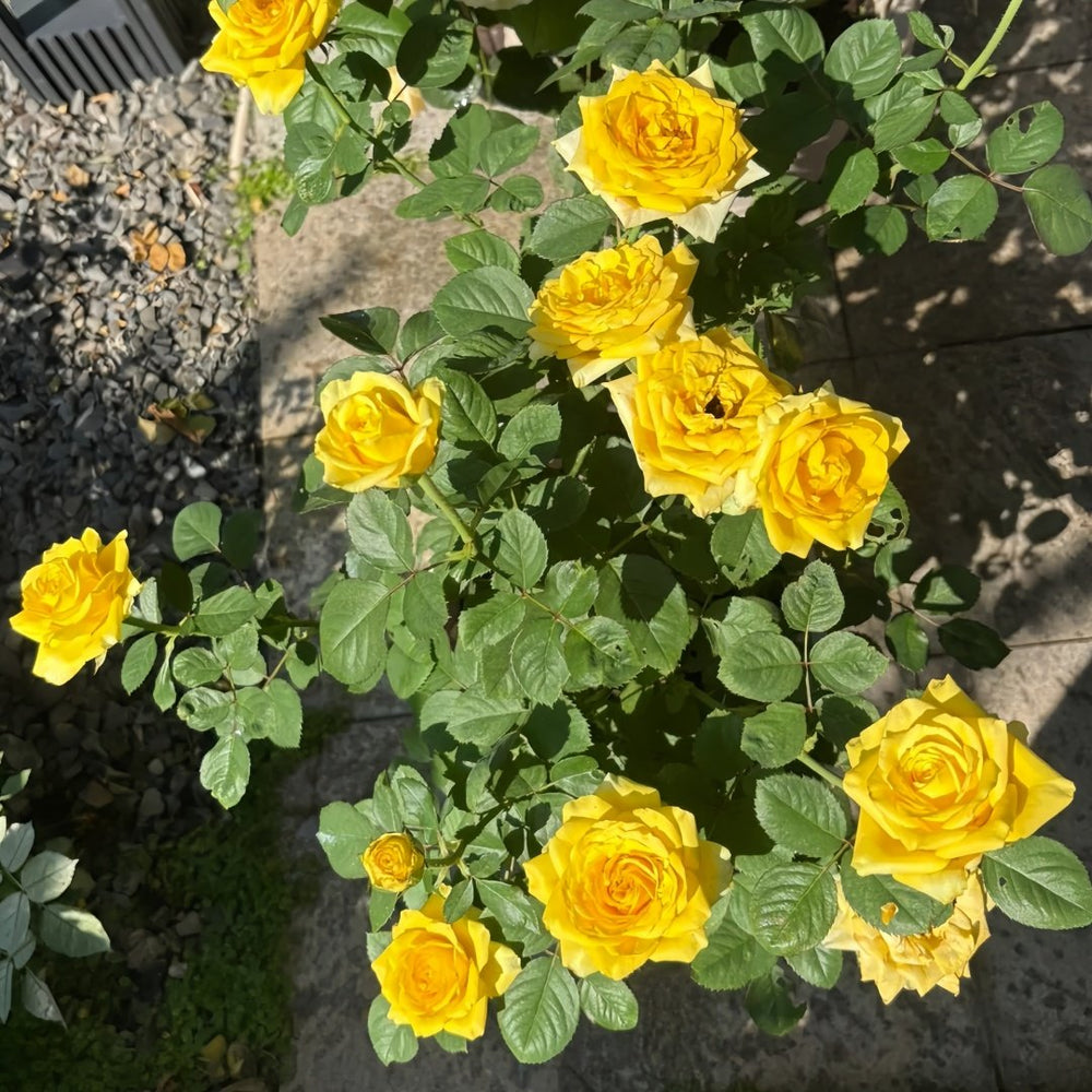 Global Beauty Rose Plant|黄烛光 image 6