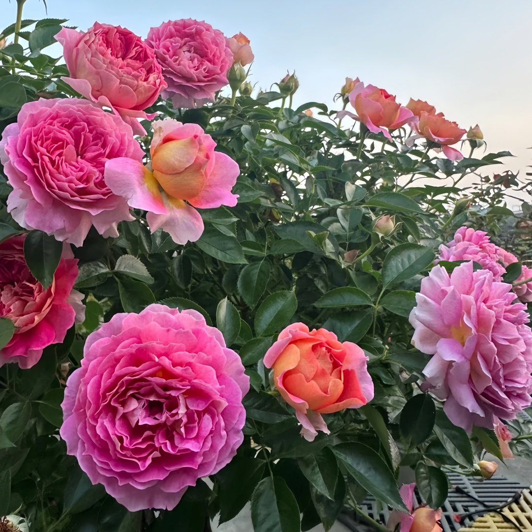 Esprit de Paris Rose Plant｜巴黎精神 image 6