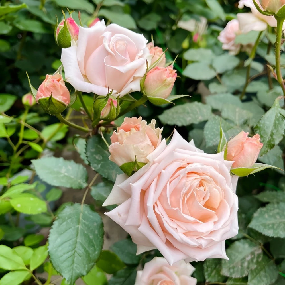 Hina Rose Plant|雏鸟 image 4
