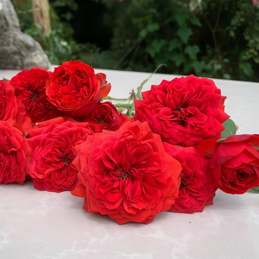 Red Apple Rose Plant｜红苹果 image 9