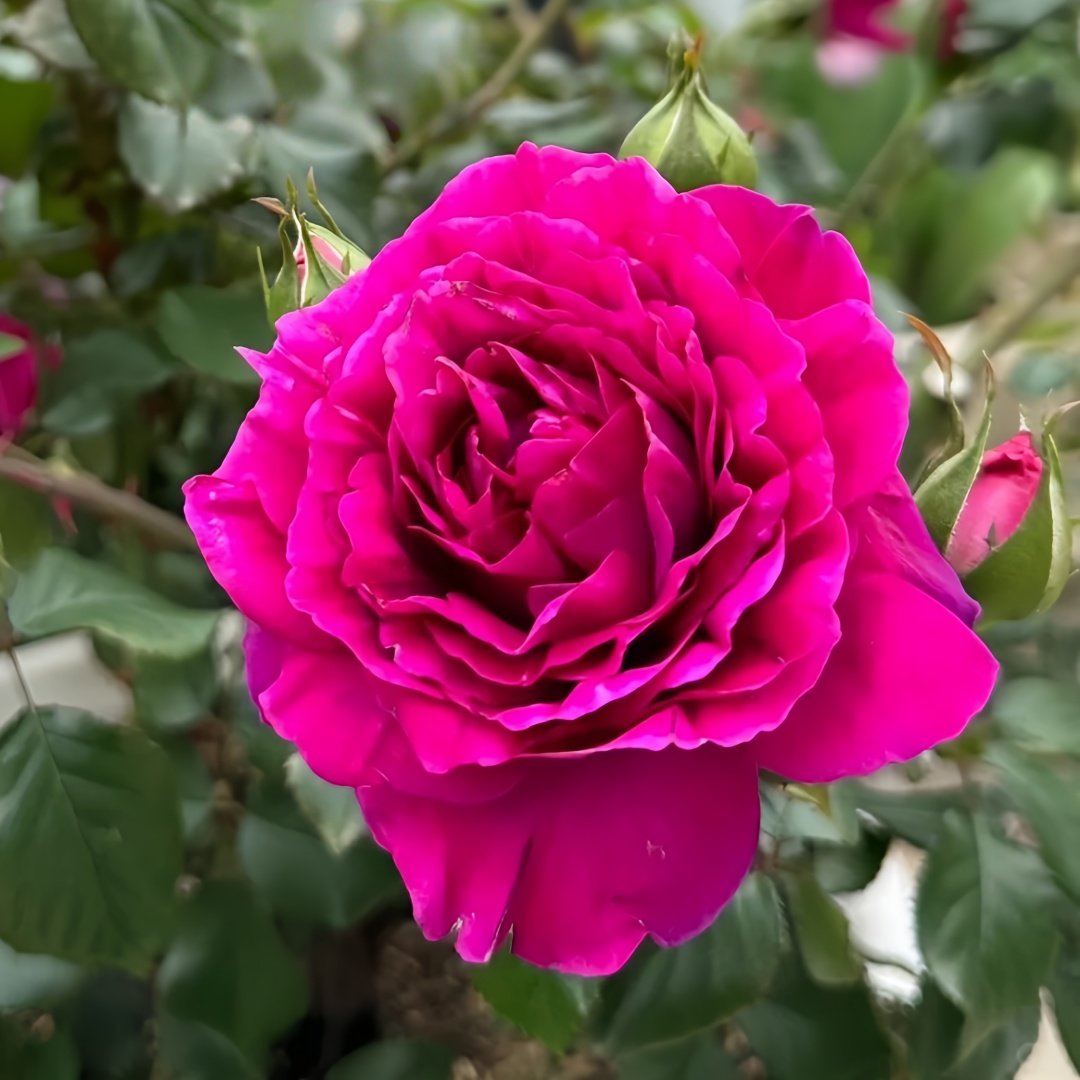 Le Temps Des Cerises Rose Plant|樱桃时节 image 2