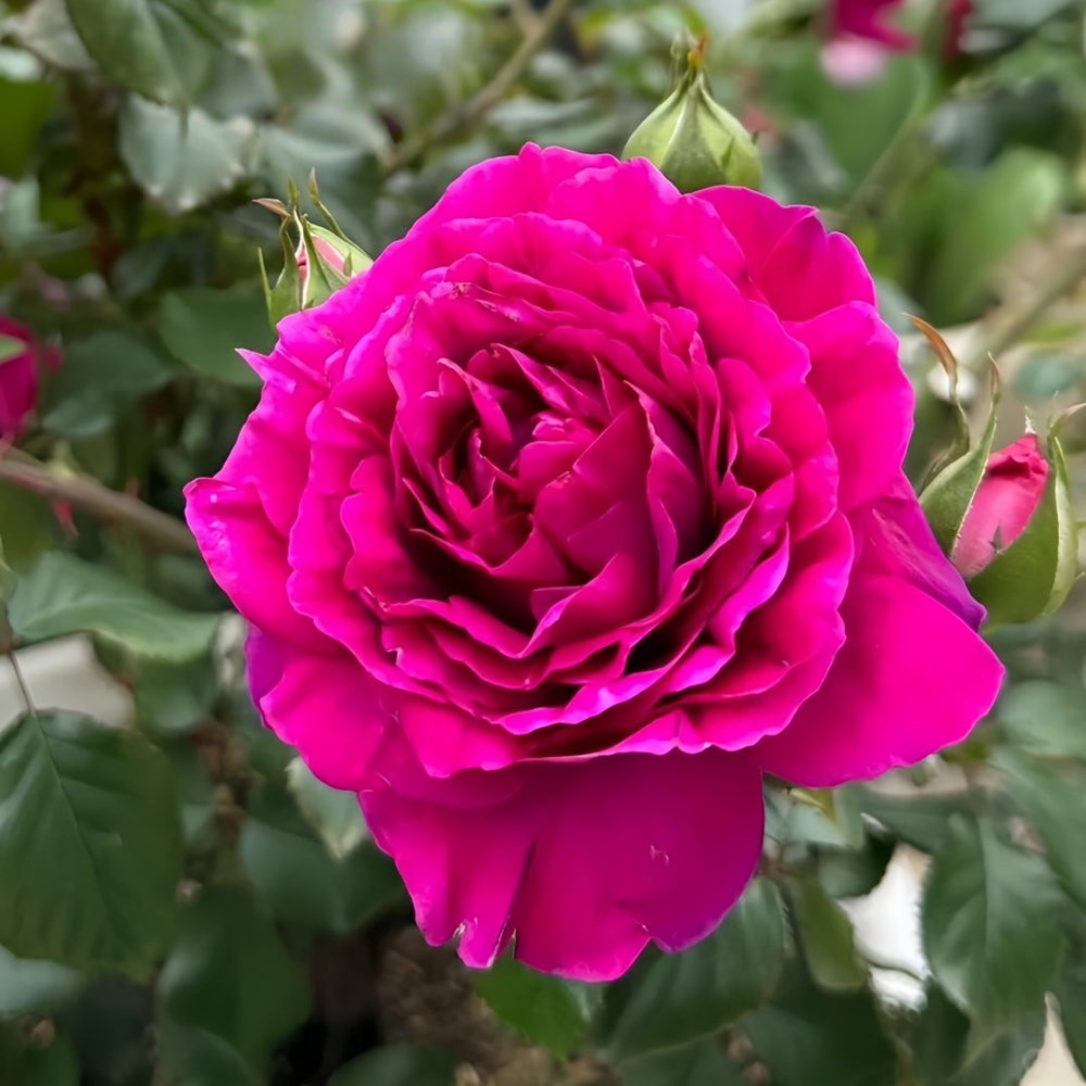 Le Temps Des Cerises Rose Plant|樱桃时节 image 2