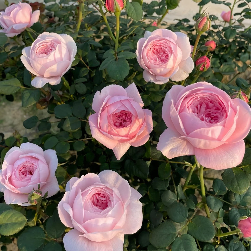 Queen of Sweden Rose Plant｜瑞典女王 image 9