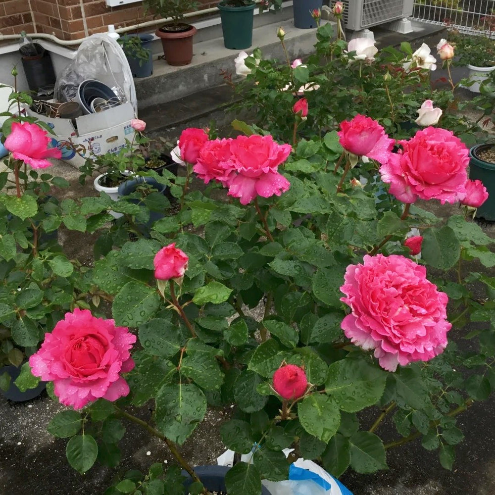 Yves Piaget Rose Plant|伊芙伯爵 image 3