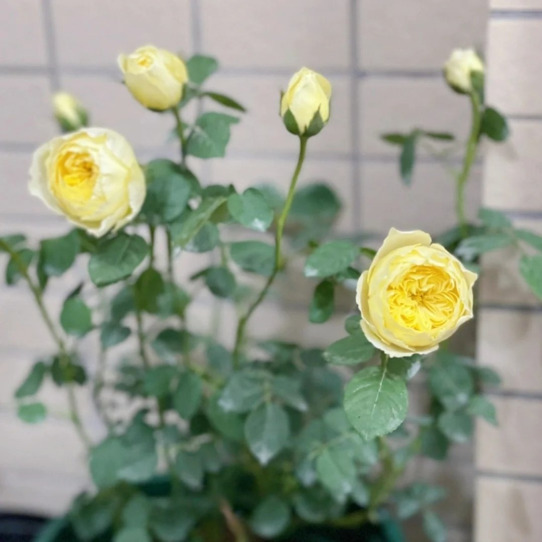 Bird Chirp Rose Plant|雀啾 image 9