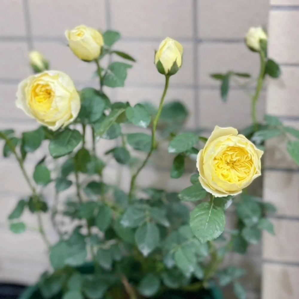 Bird Chirp Rose Plant|雀啾 image 9