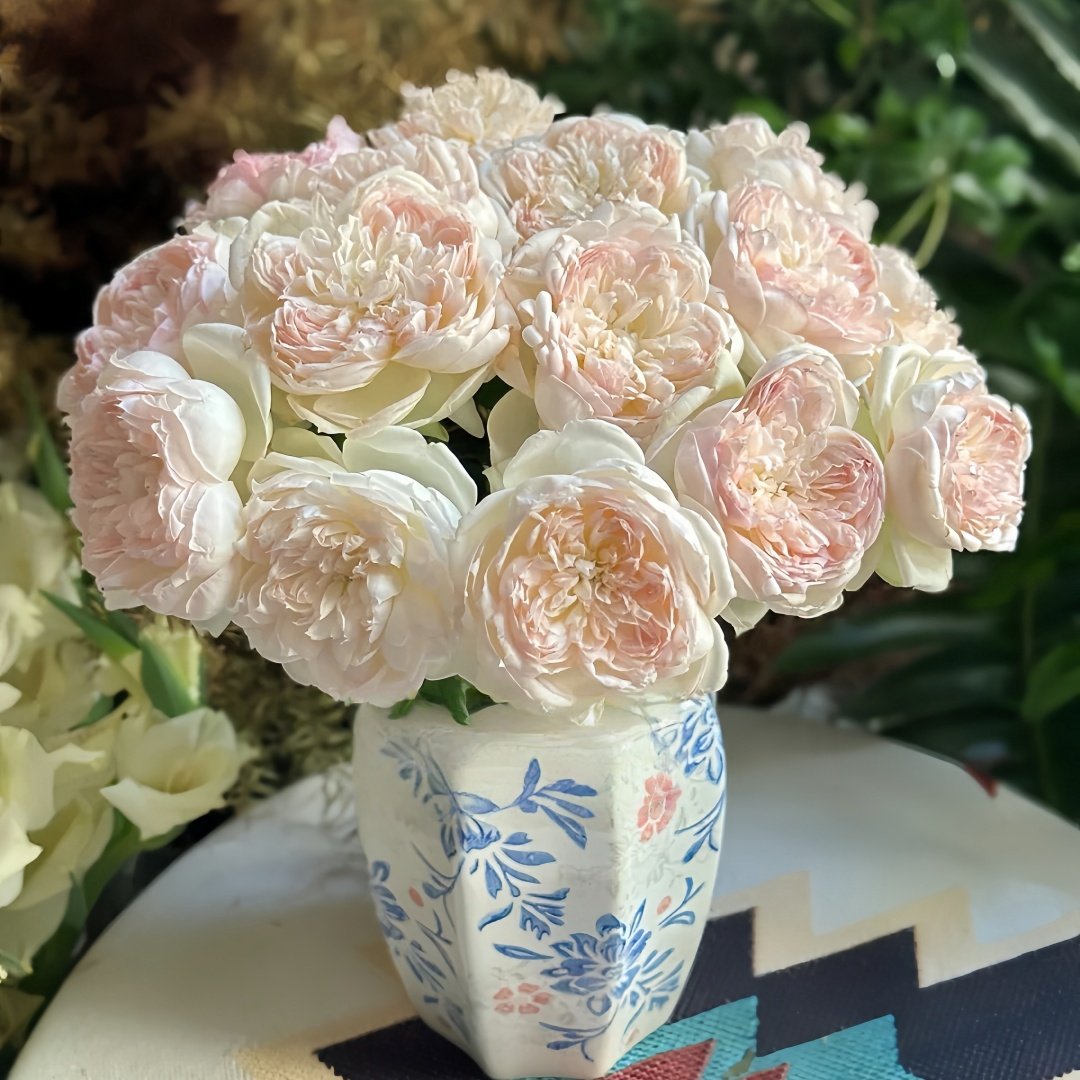 The Scientist Rose Plant|科学家 image 8