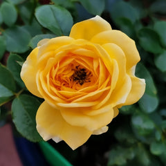Inka Rose Plant|樱卡 image 1