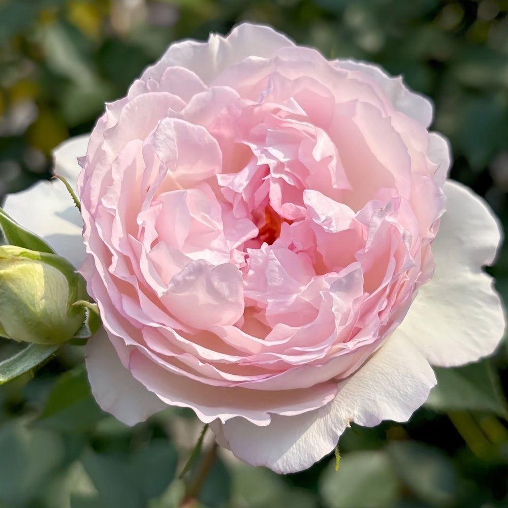 Martha Rose Plant｜玛莎 image 2