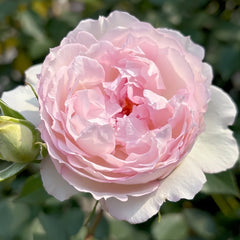 Martha Rose Plant｜玛莎 image 2