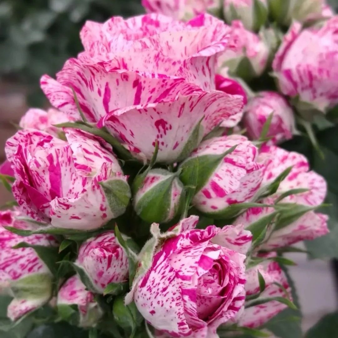 Lady Candle Rose Plant|雪花肥牛 image 5