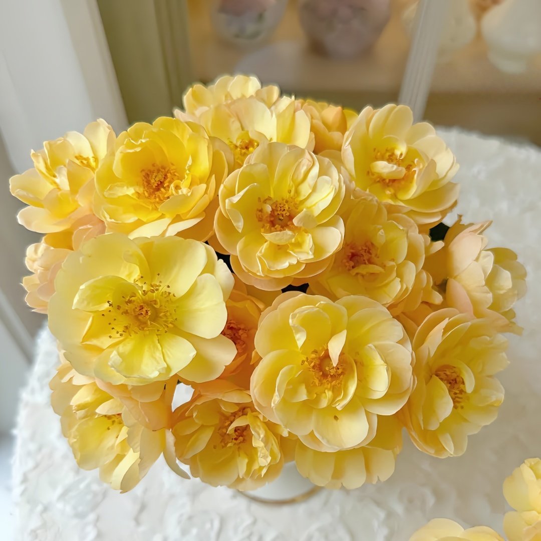 Luciole Rose Plant|萤火虫/路西欧 image 0