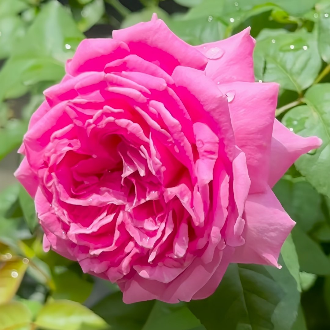 M-Nostalgic Elegance Rose Plant｜怀旧优雅 image 4