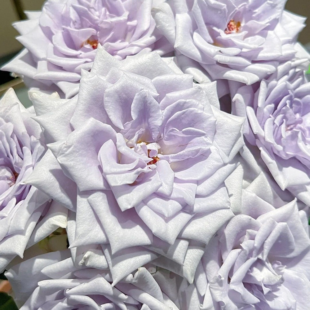 Blue gravity Rose Plant|蓝色引力 image 9