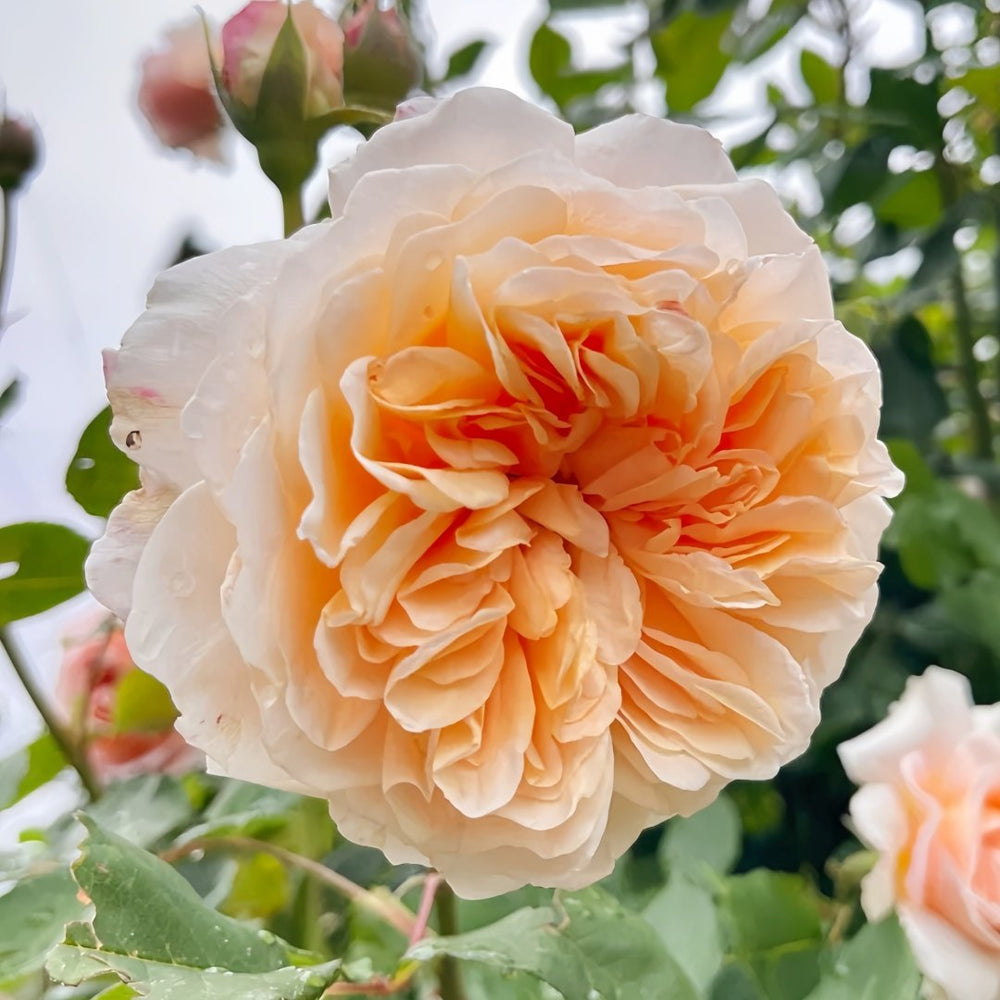 Crown Princess Margareta Rose Plant | 玛格丽特王妃 image 5