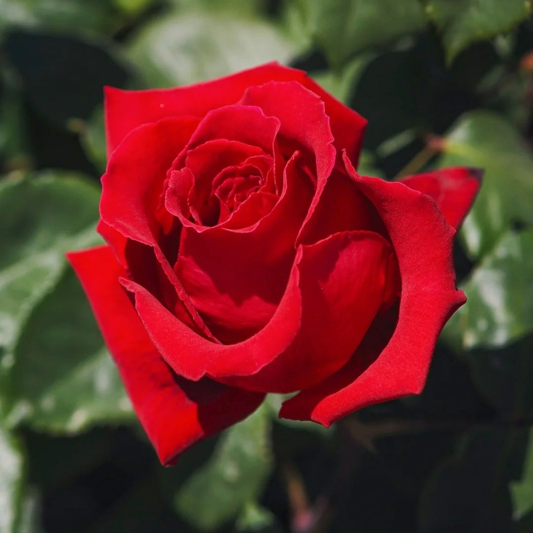 Botero Rose Plant|恩典女士 image 3