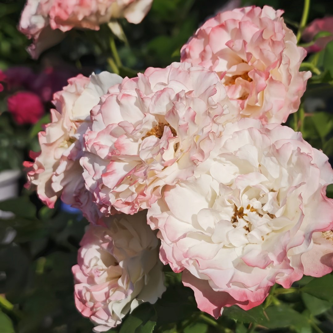 Carmagnole Rose Plant｜革命曲 image 1