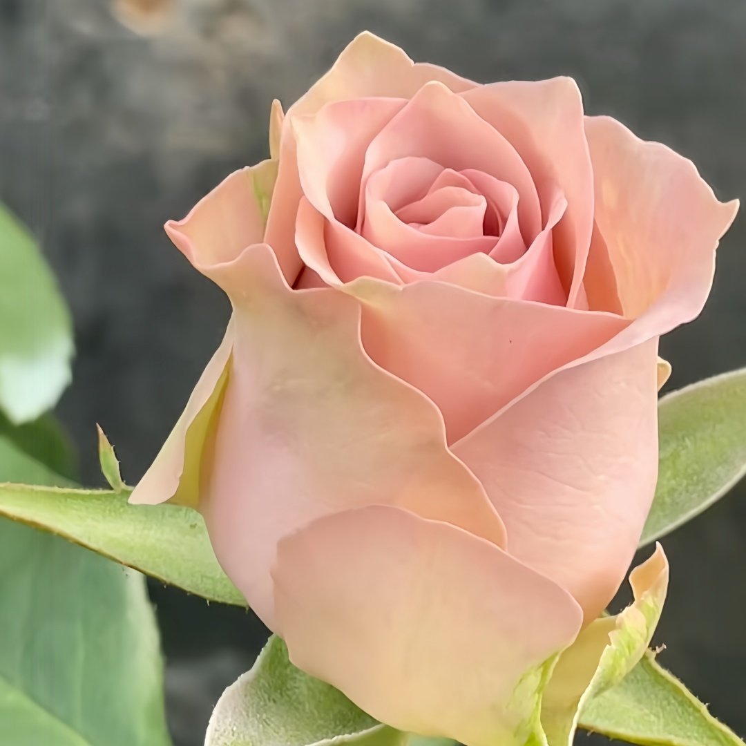Retro Love Rose Plant|古典爱情 image 1