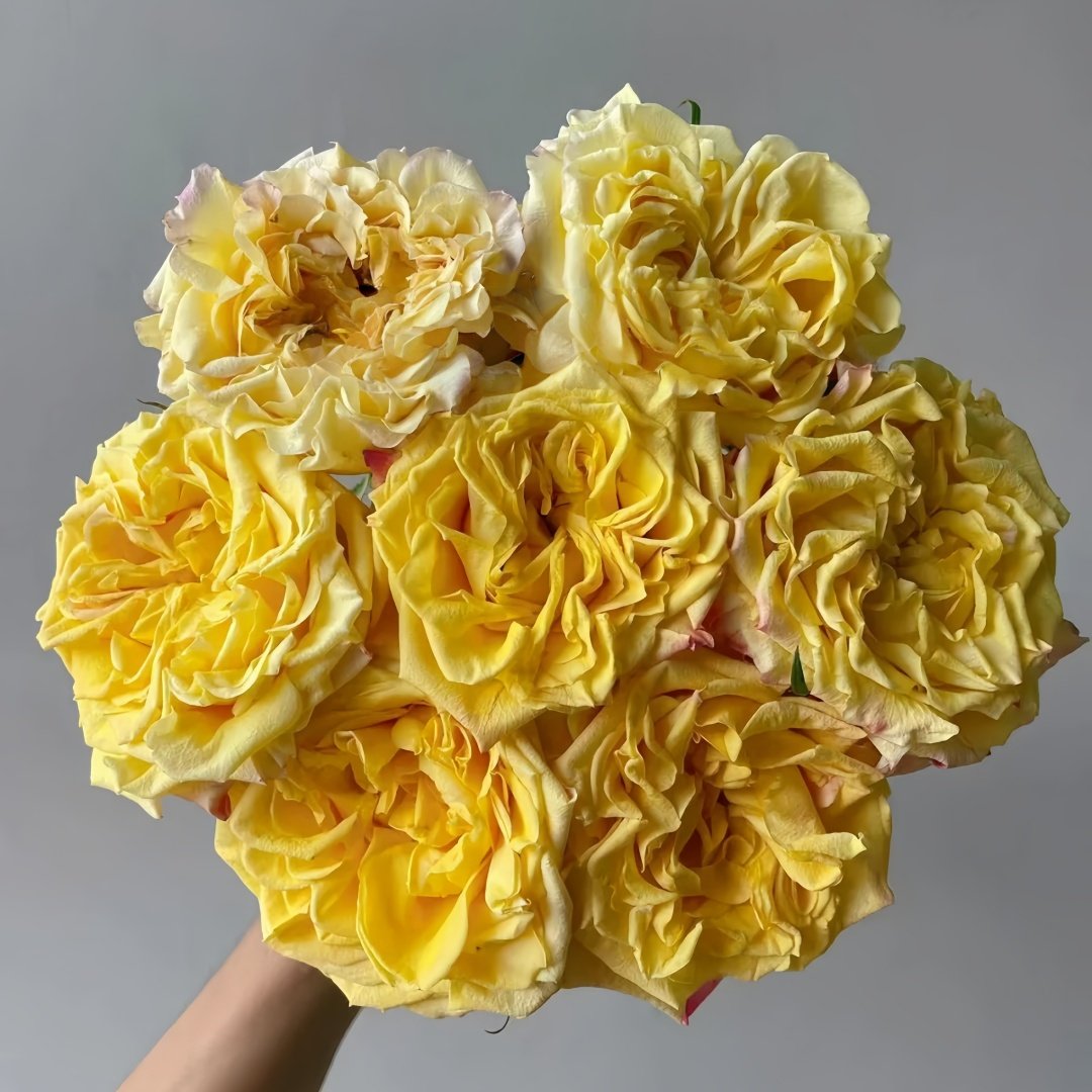 Golden Wheat Rose Plant｜黄金麦浪 image 0
