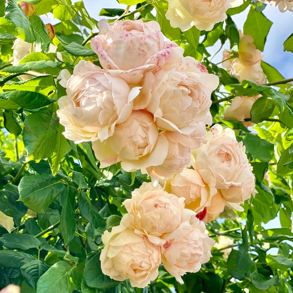Wollerton Old Hall Rose Plant|沃勒顿老庄园 image 8