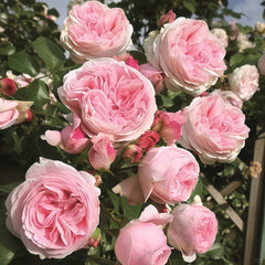Giardina Rose Plant|贾尔迪纳 image 1