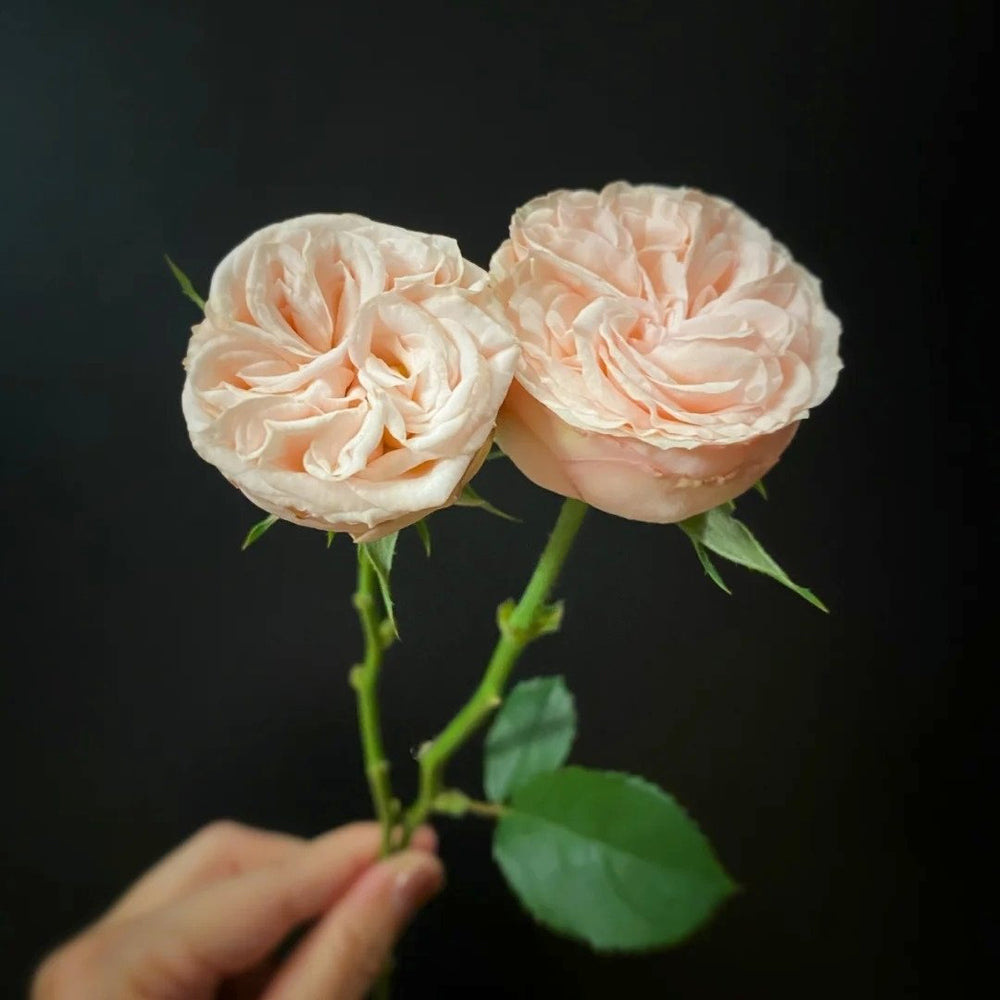 Gentle Trendsetter Rose Plant | 温柔宝藏 image 13