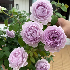 Yinyinqing Rose Plant｜隐隐青 image 3