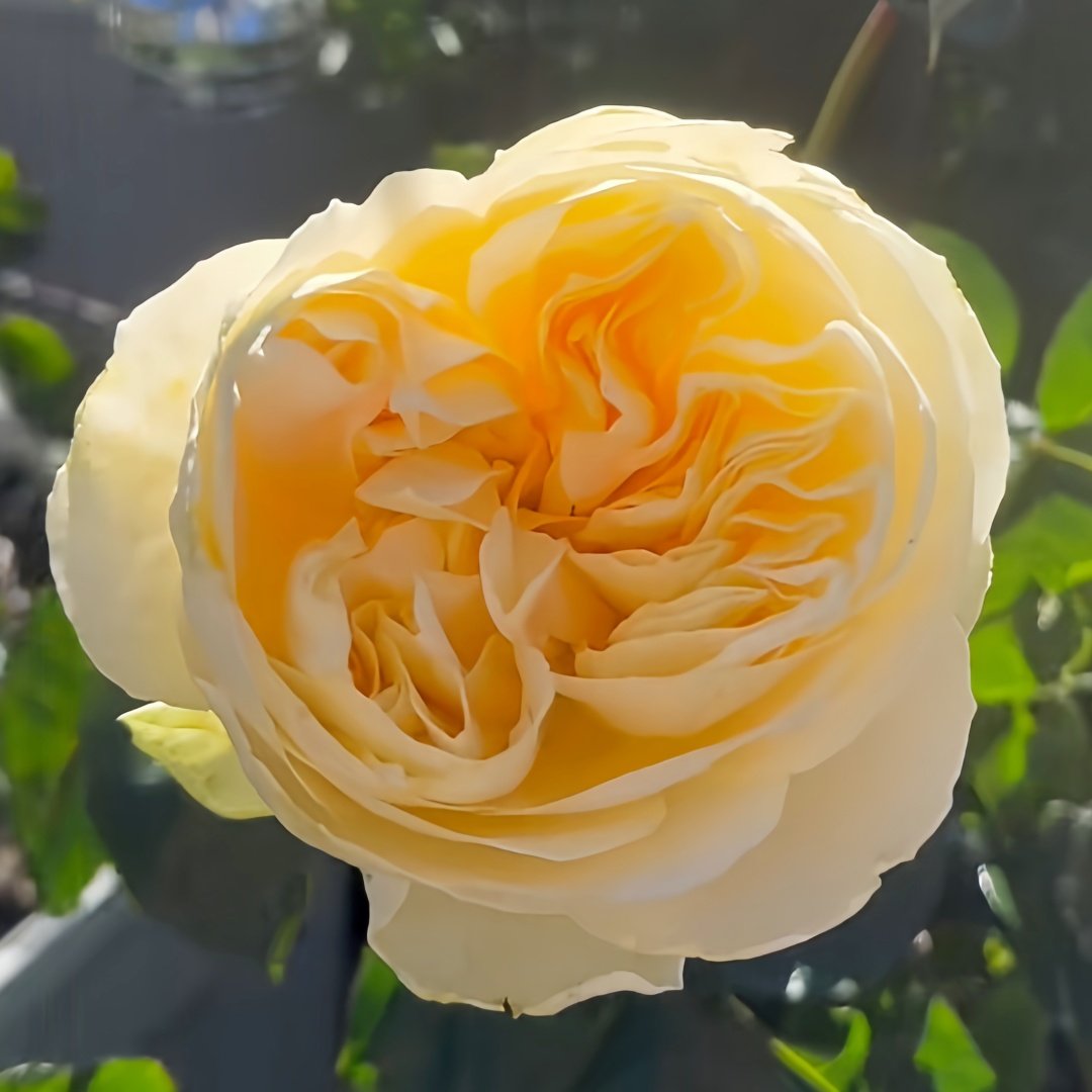 Antonia Garden Rose Plant | 安东尼亚花园 image 2