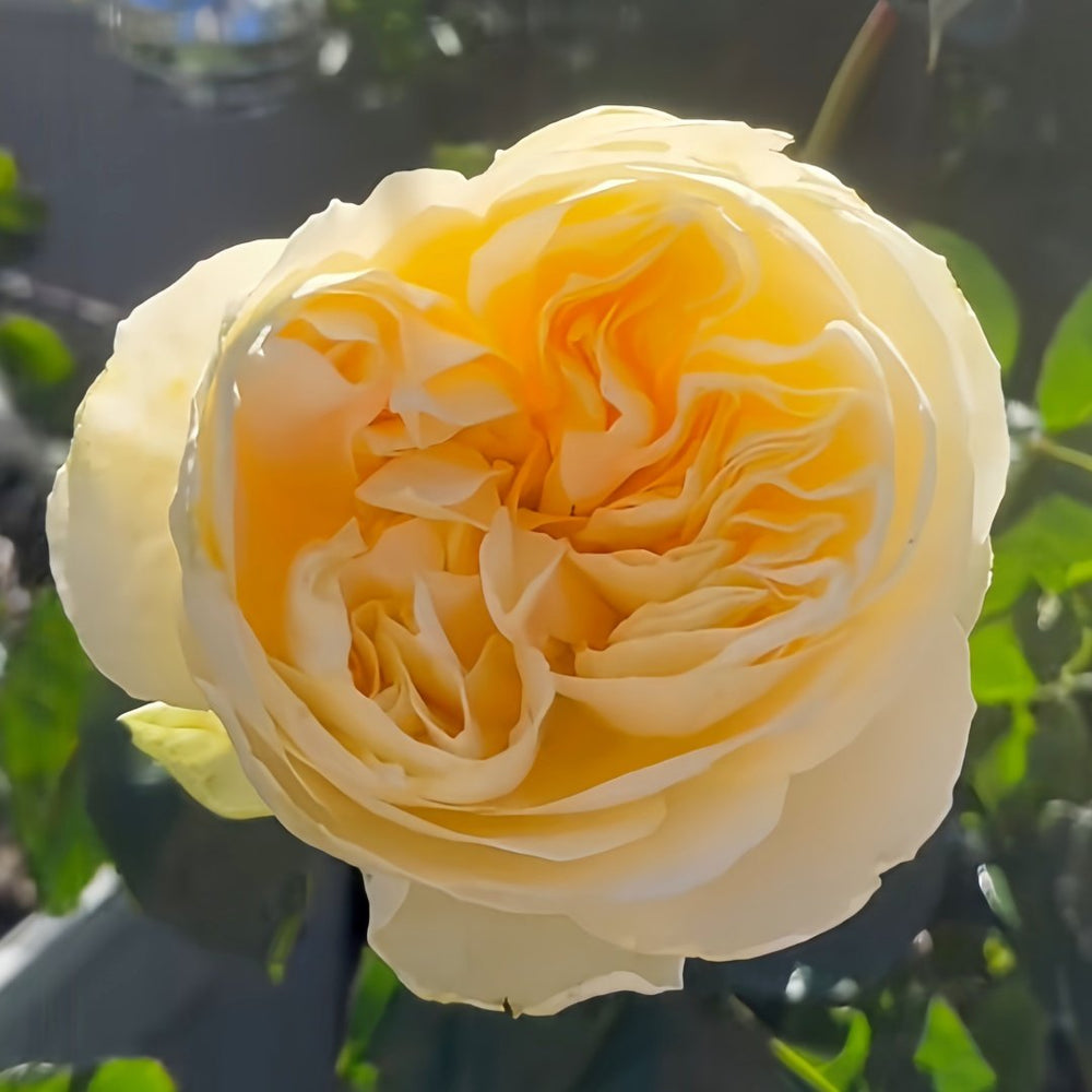 Antonia Garden Rose Plant | 安东尼亚花园 image 2