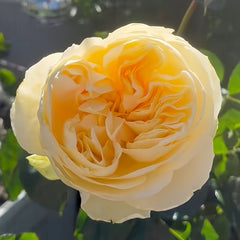 Antonia Garden Rose Plant | 安东尼亚花园 image 2