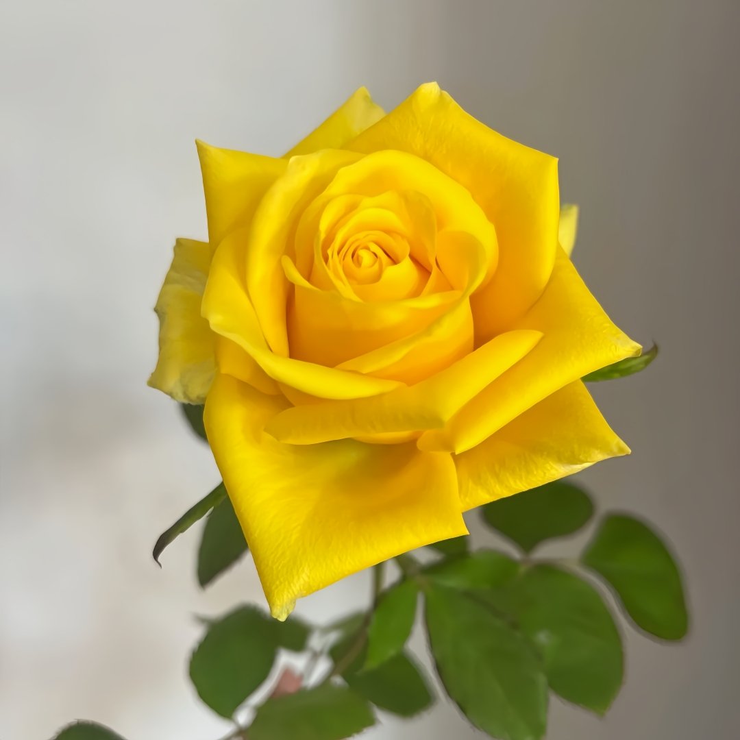 Moonwalk Rose Plant｜月光漫步 image 4