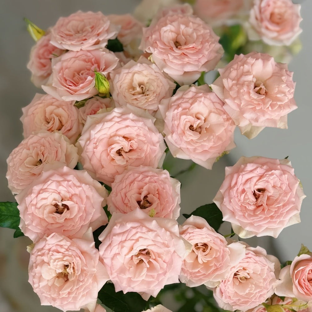 Sweet Sara Rose Plant｜甜蜜萨拉 image 7