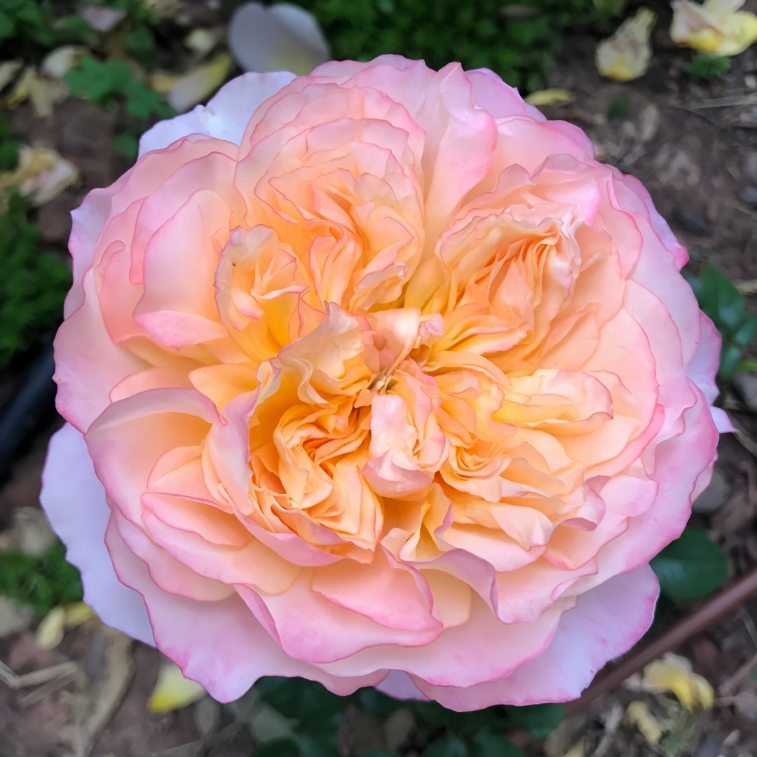 Edith Rose Plant｜伊迪斯 image 1