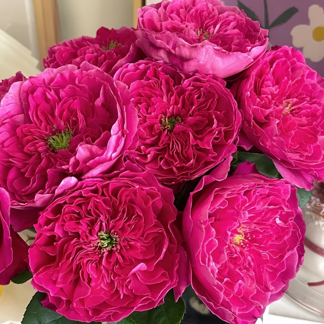 Accademia Rose Plant｜阿卡德米亚 image 8