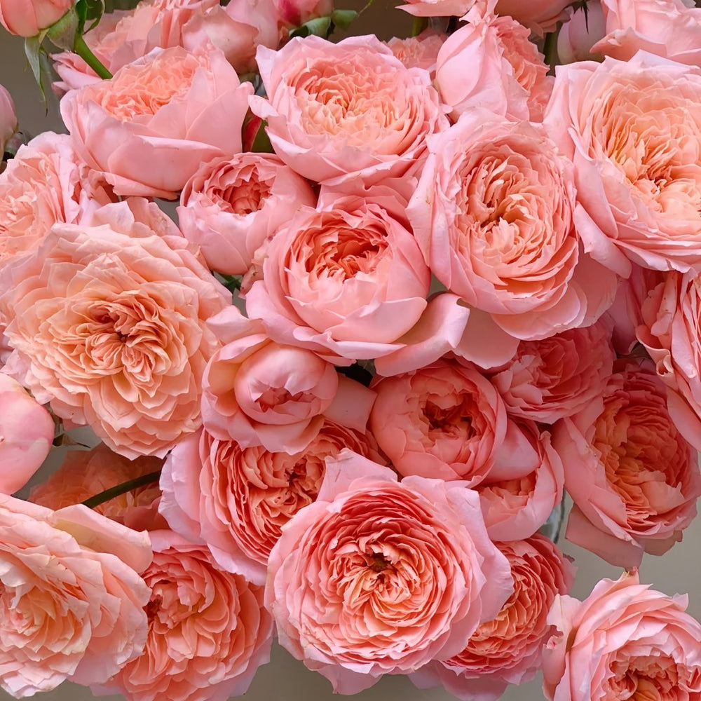 Julietta Rose Plant|朱莉叶塔 image 3