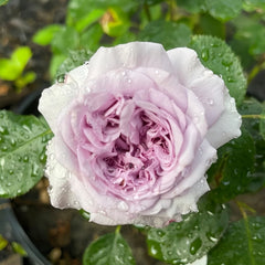 Ilias Rose Plant｜伊利亚特 image 3